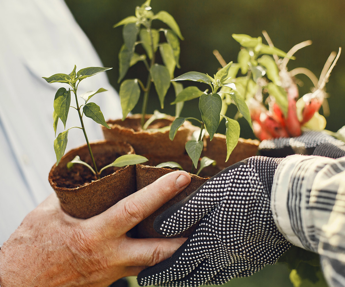 Foliage as an Asset in the Garden
